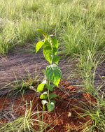 Produção de Mudas Nativas