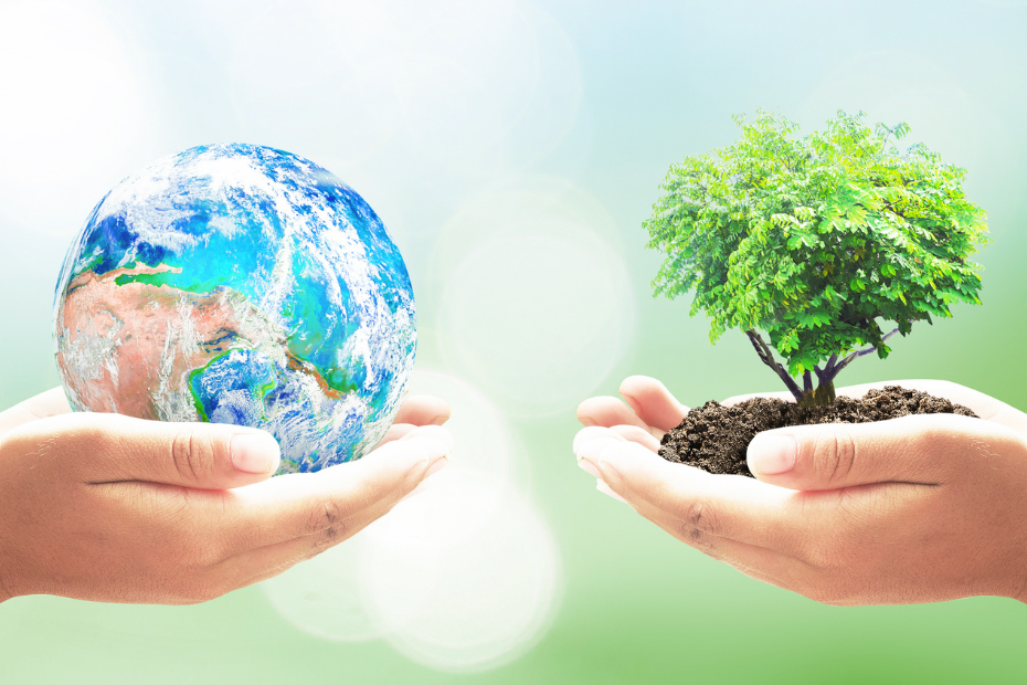 Produção de Mudas Nativas