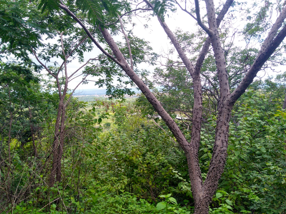 Plano de Reposição Florestal
