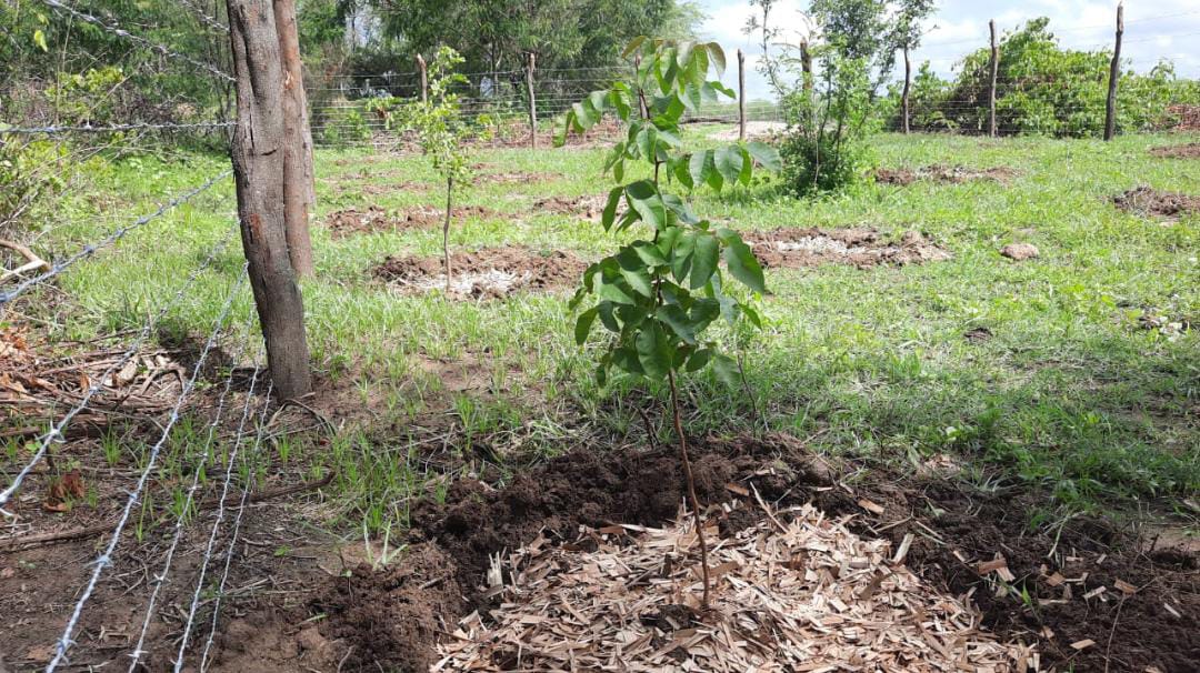 Recuperação de Áreas Degradadas