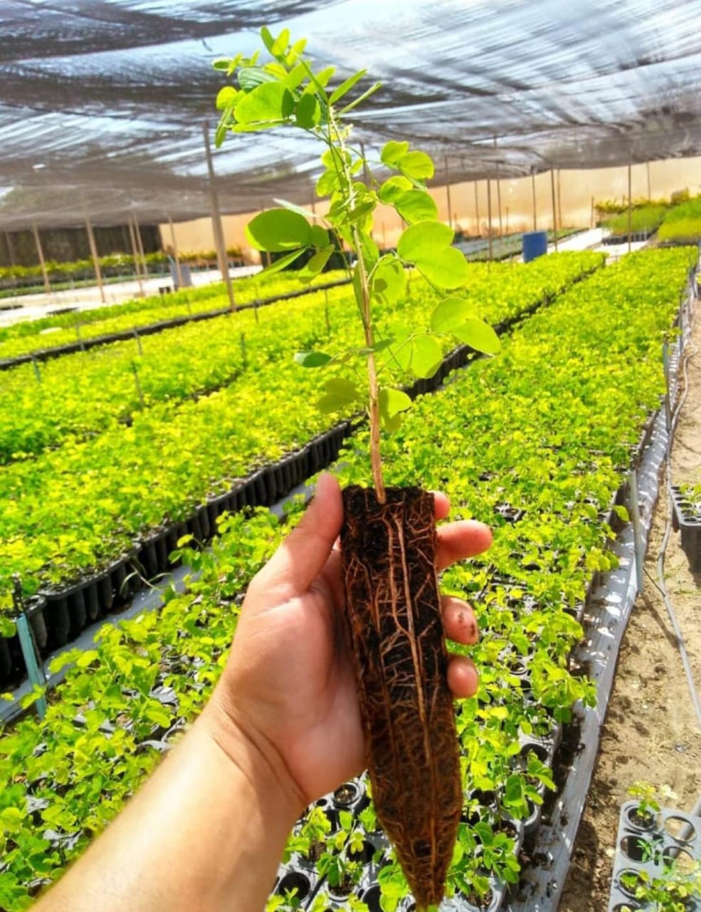 Produção de Mudas Nativas