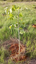Recuperação de Áreas Degradadas
