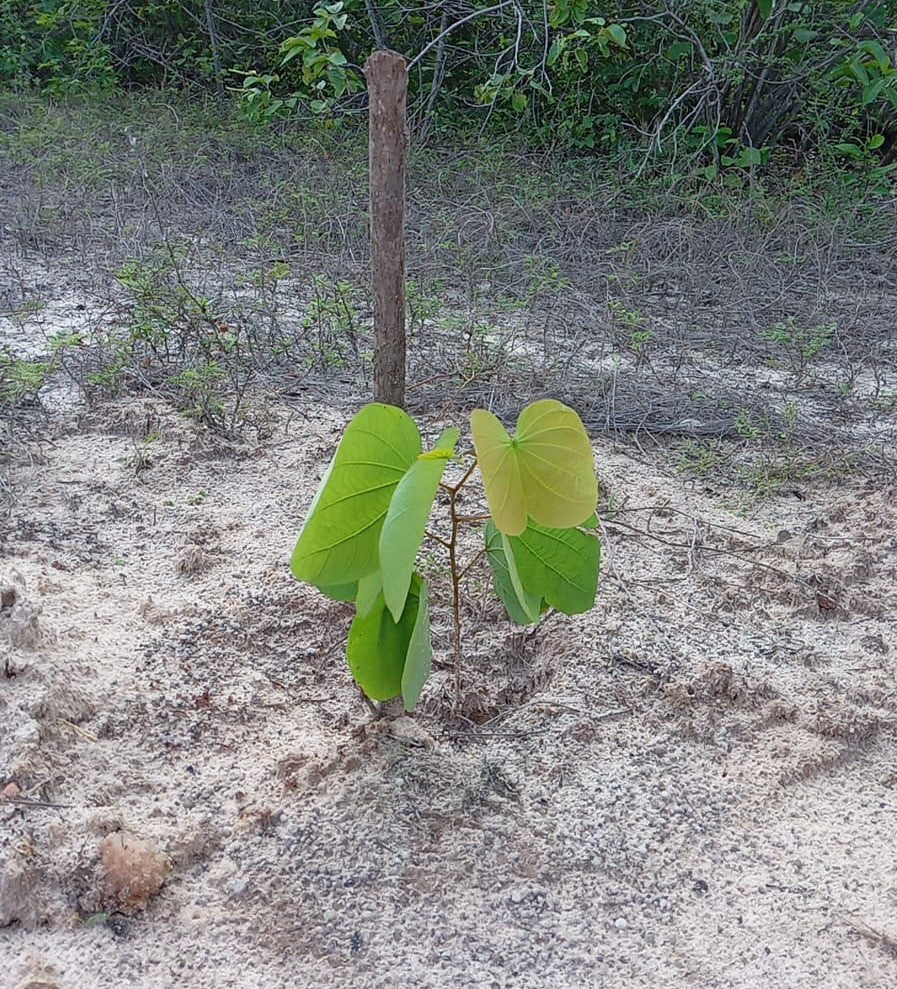 Produção de Mudas Nativas