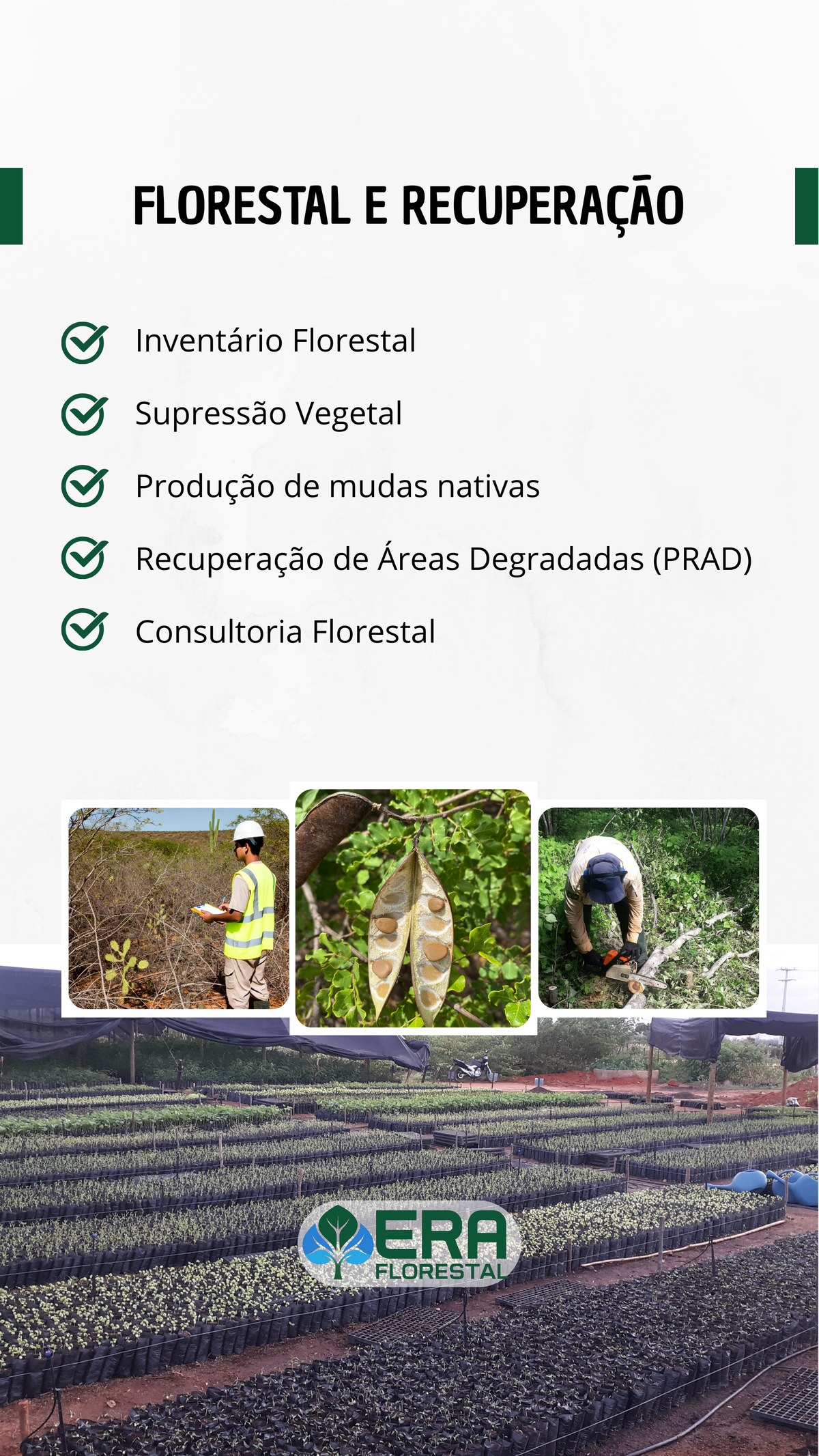 Consultoria Florestal
