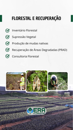 Consultoria Florestal