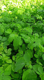 Produção de Mudas Nativas